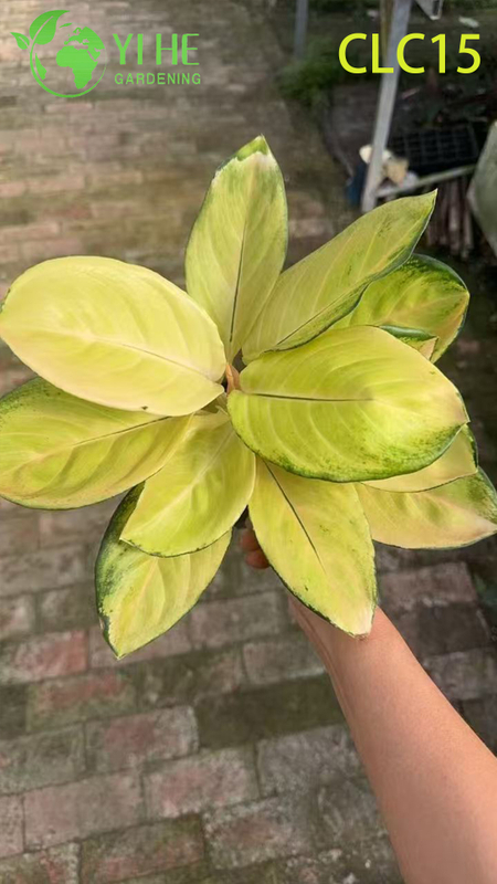 Premium Golden & Black Peony Aglaonema | Wholesale Export Tropical Foliage Plants Seedlings