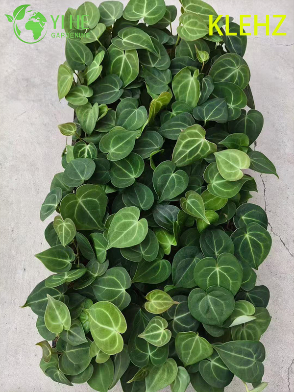 Exportation en gros de semis d'Anthurium Klein | Semis de feuillage ornemental tropical