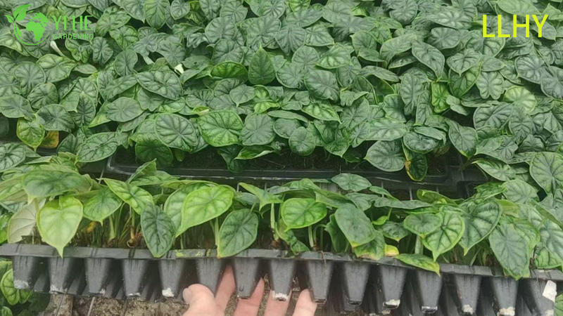 تصدير شتلات ألوكاسيا على نطاق التنين بالجملة | شتلات أوراق الزينة الاستوائية