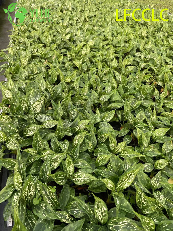 Exportação no atacado de mudas de Jade Verde Aglaonema | Mudas de Folhagens Ornamentais Tropicais