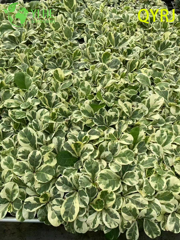 Piantine variegate di fico a foglia di violino per esportazione all'ingrosso | Piantine di piante ornamentali tropicali