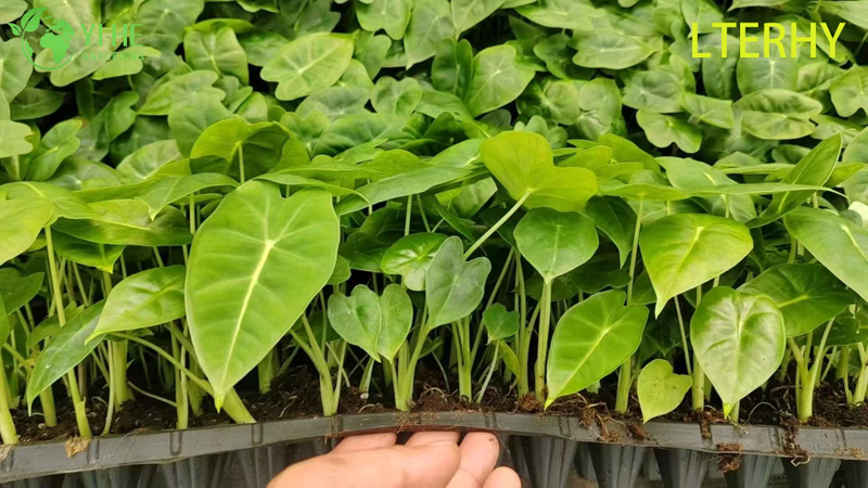 Großhandel Export Green Velvet Alocasia Sämlinge | Tropische Zierlaubsämlinge