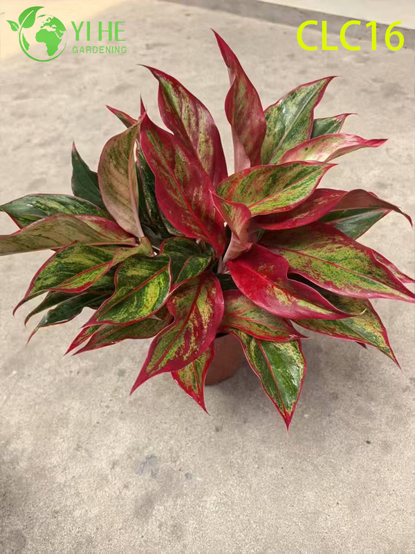 Wholesale Export Chocolate/Camouflage/Red Everlasting Aglaonema | Tropical Ornamental Plants Seedlings
