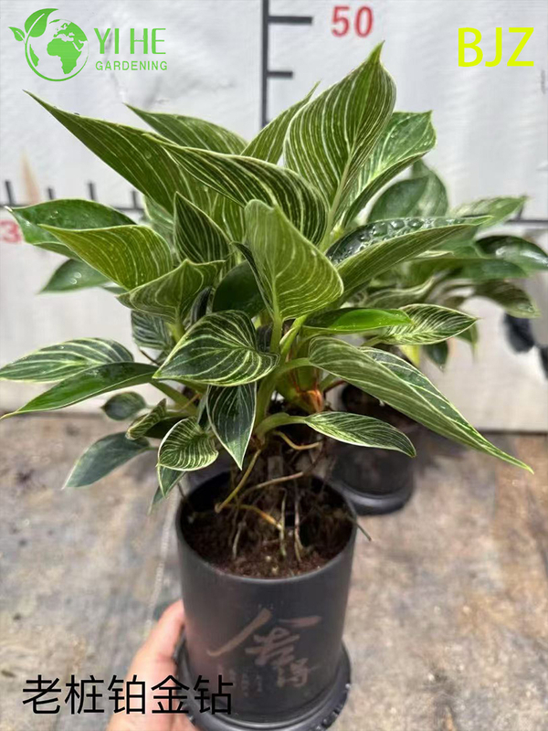 Wholesale Platinum Diamond Potted Plants for Indoor Luxury Foliage Decoration