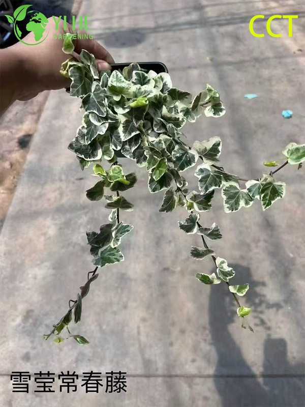 Wholesale English Ivy Potted Plants for Indoor Hanging & Outdoor Climbing Decor