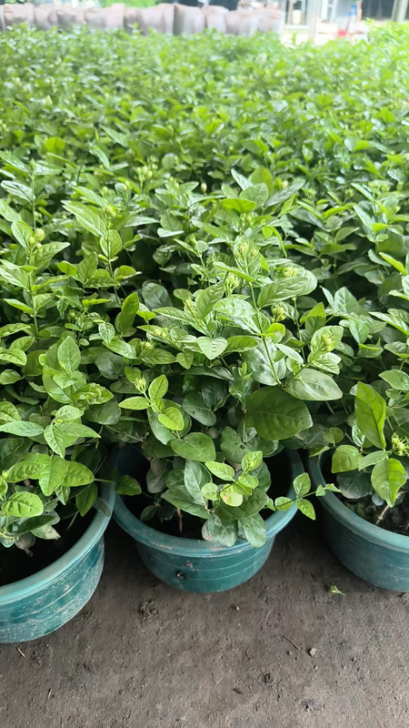 بونساي الياسمين السامباك المعطر للديكور الداخلي والخارجي