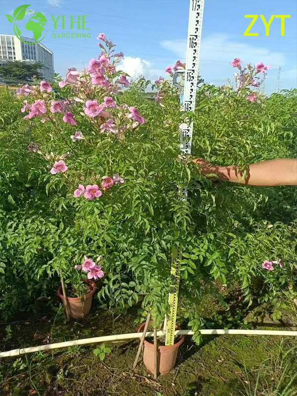 Purple Trumpet Vine Podranea Ricasoliana Climbing Flower Plant