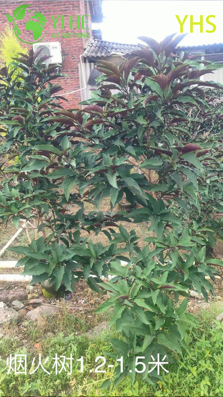 Fireworks Tree Ornamental Flower Tropical Garden Plant Clerodendrum Quadriloculare