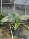 Alocasia 'Regal Shields' 