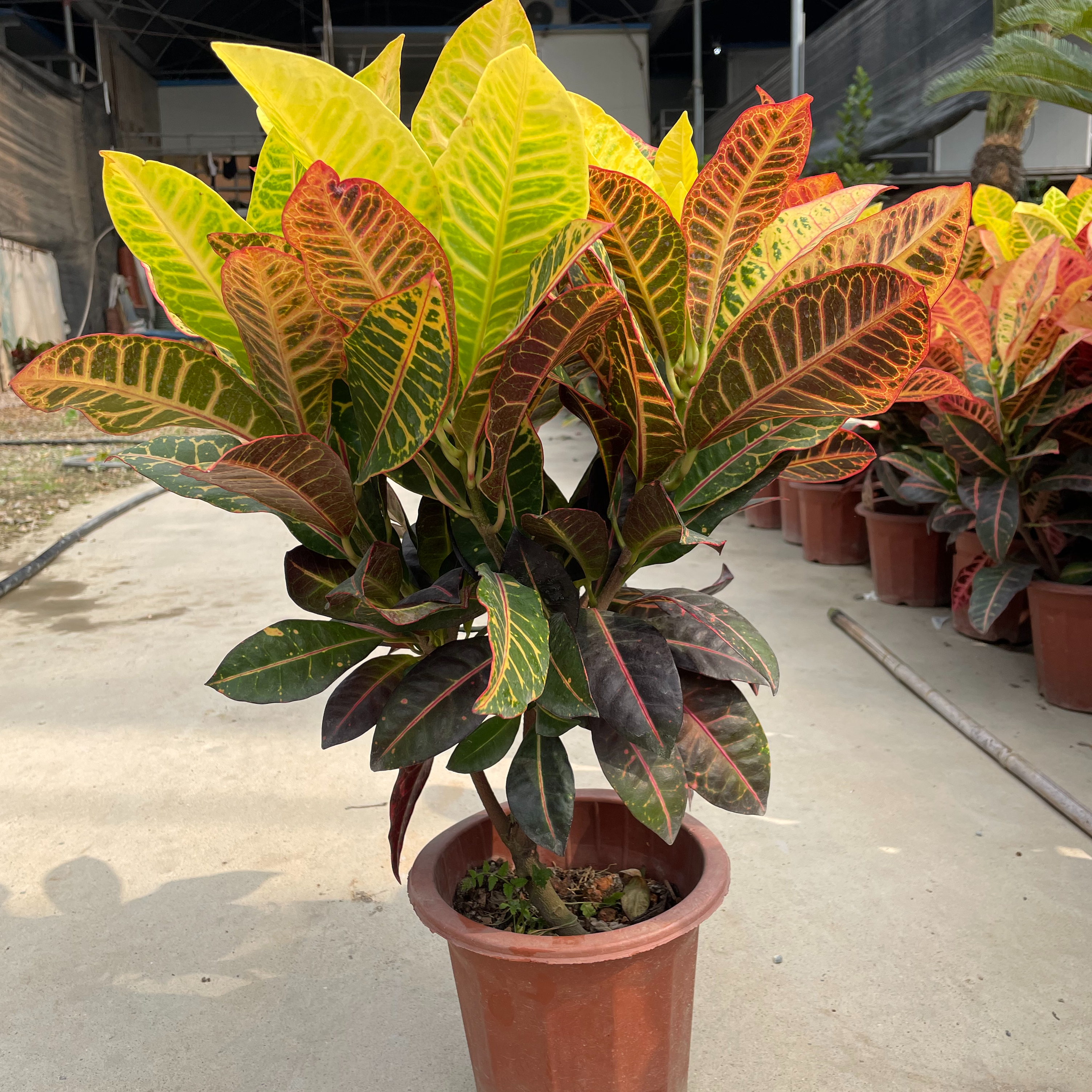 Codiaeum variegatum (YELLOW)