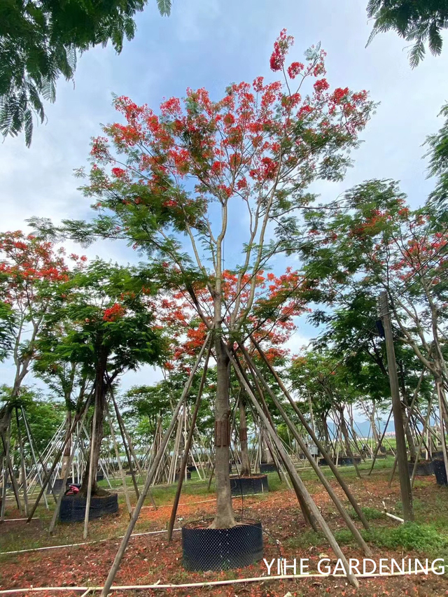 Delonix regia (Bojer) Raf.