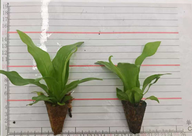 Asplenium Nidus