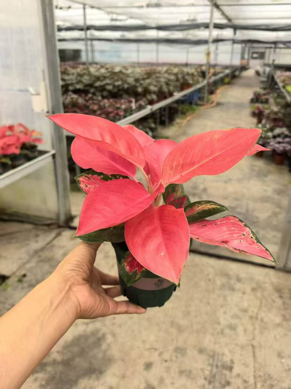 China Red Aglaonema