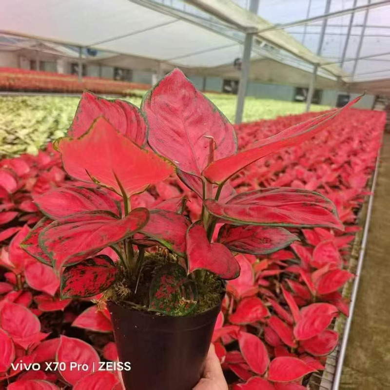 Red Fortune Aglaonema