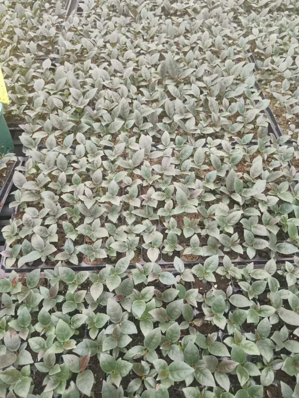 Philodendron Black Cardinal
