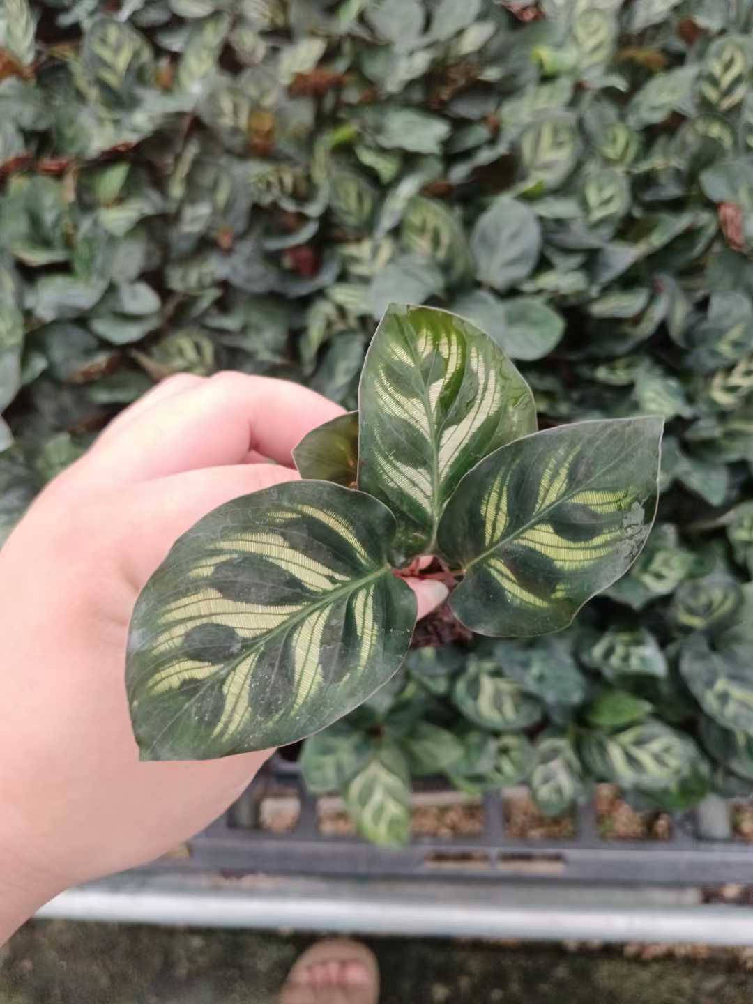 Calathea Seedlings