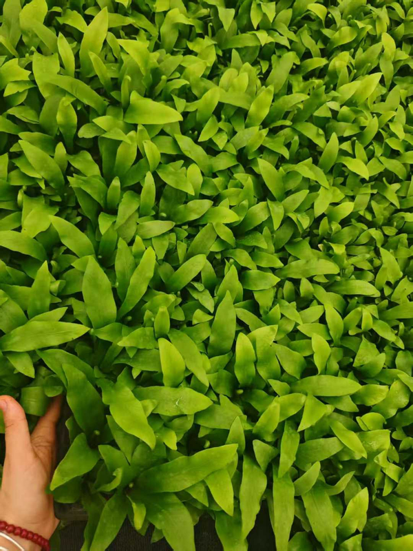 Asplenium Nidus