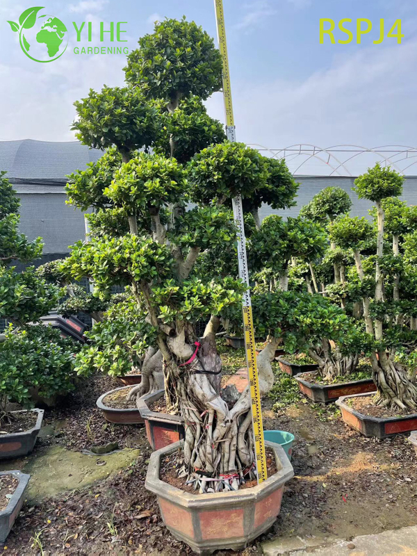 Lattice-Woven Tall Artistic Ficus Tree A Live Indoor Floor Plant Bonsai
