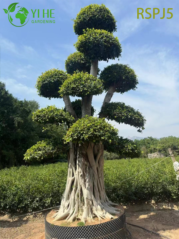 Giant Banyan-style Tall Artistic Ficus Tree A Live Indoor Floor Plant Bonsai 