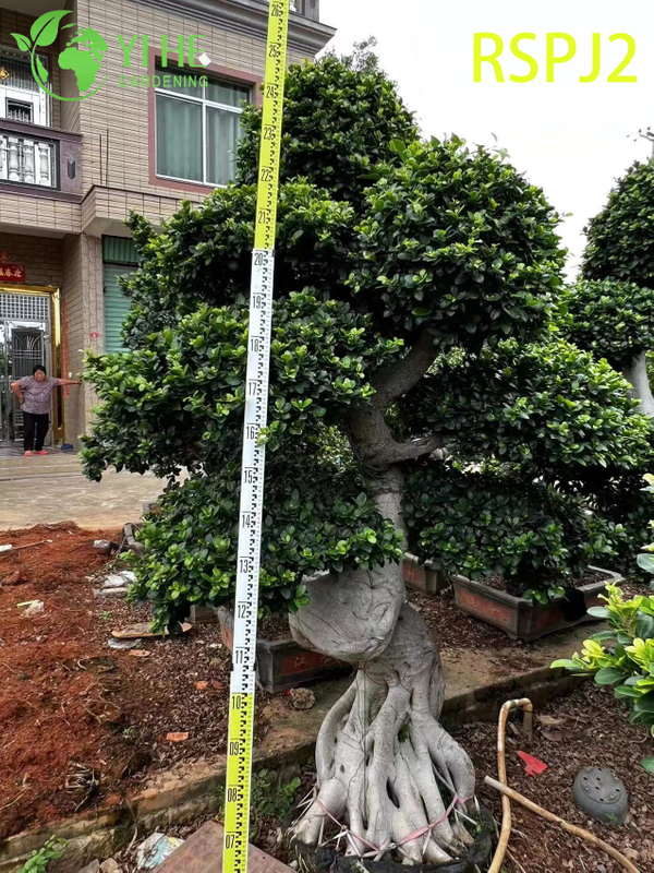 Twisted Tall Artistic Ficus Tree A Live Indoor Floor Plant Bonsai 