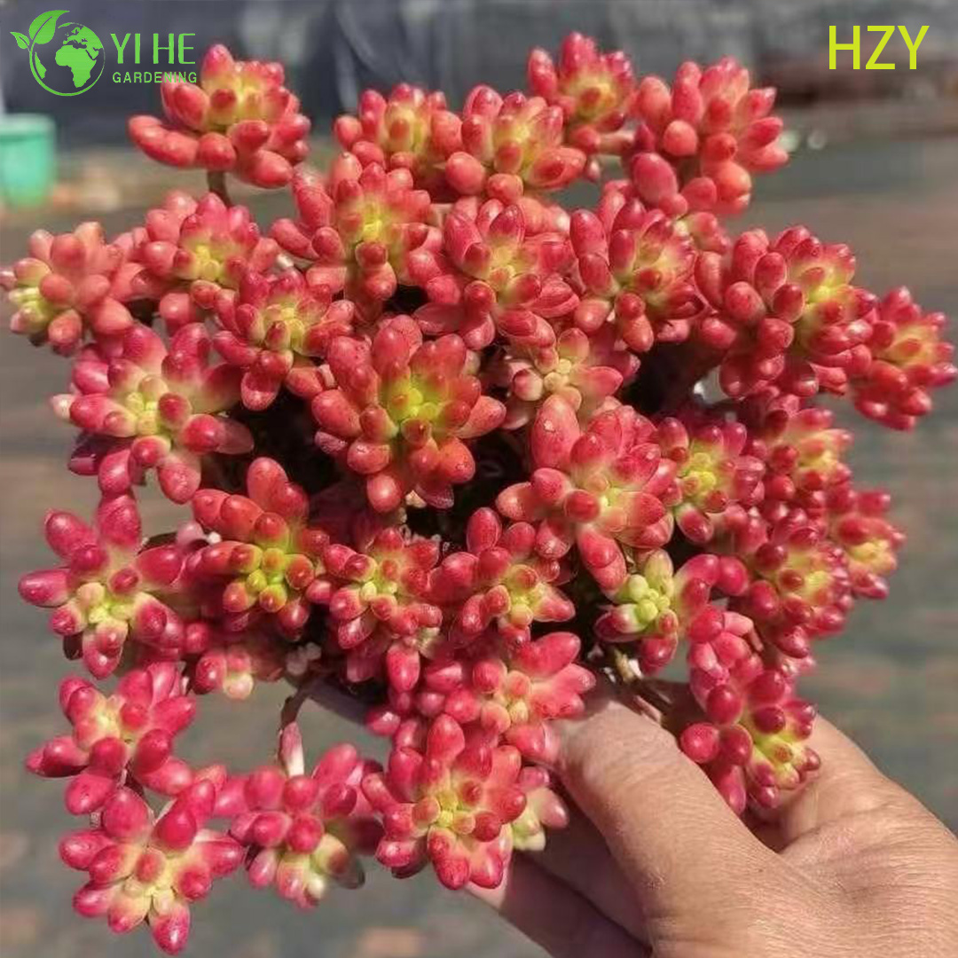 Wholesale Red Jelly Bean Plant Live Succulent Sedum Rubrotinctum Bonsai