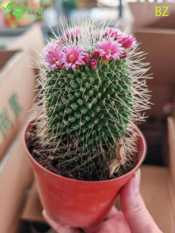 Wholesale Pink Flower Crown Cactus Live Plant Mammillaria Spinosissima Bonsai