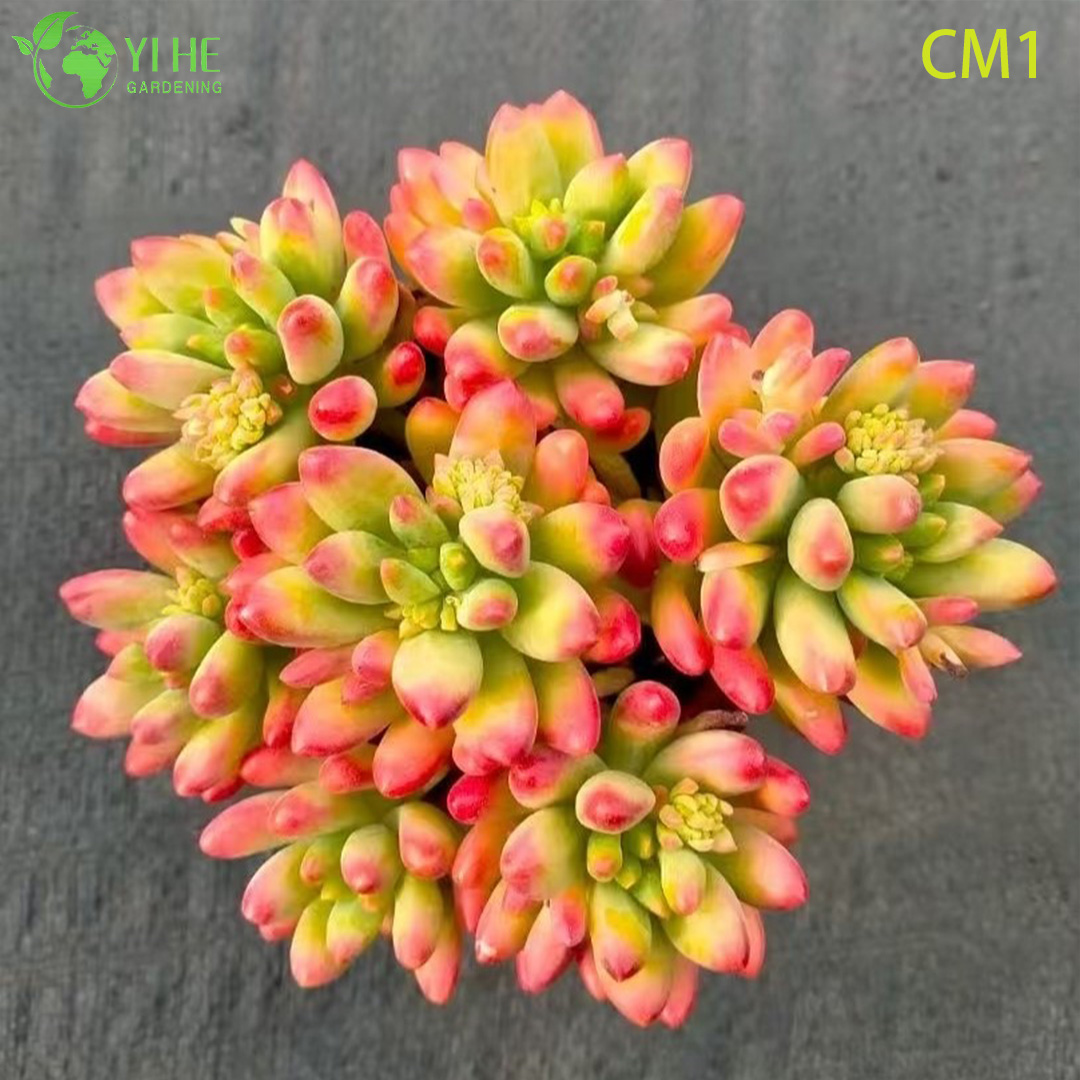 Wholesale Rainbow Jelly Bean Succulent Live Plant Spring Cluster Bonsai