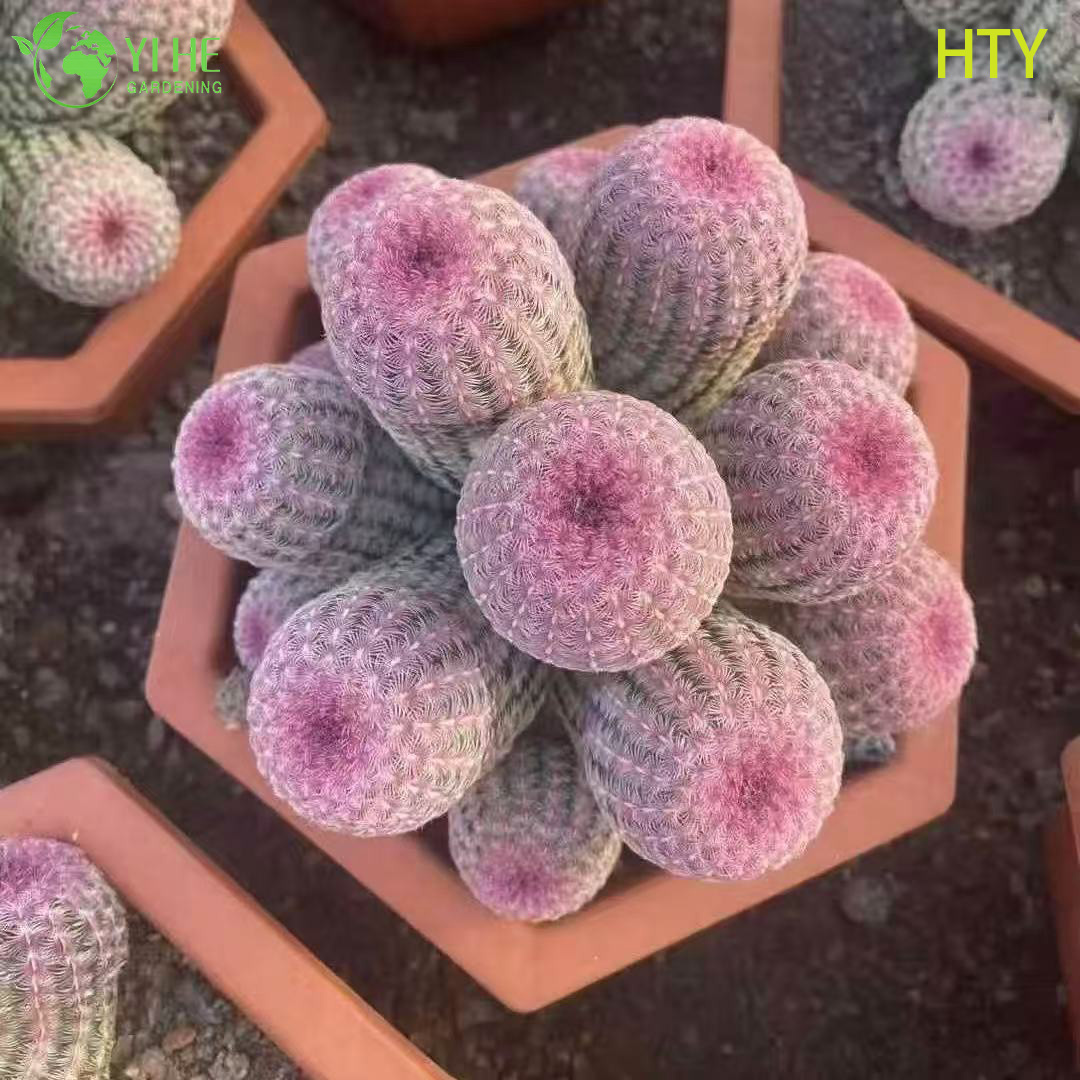 Wholesale Ruby Rainbow Hedgehog Cactus Live Collector's Plant Bonsai