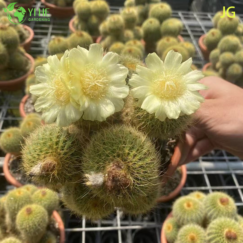 Wholesale Live Blooming Cactus with Large White Yellow Flowers Bonsai