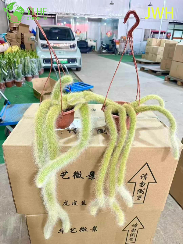 Wholesale Live Nine-tailed Fox Monkey's Tail Cactus in Hanging Basket for Decor Bonsai