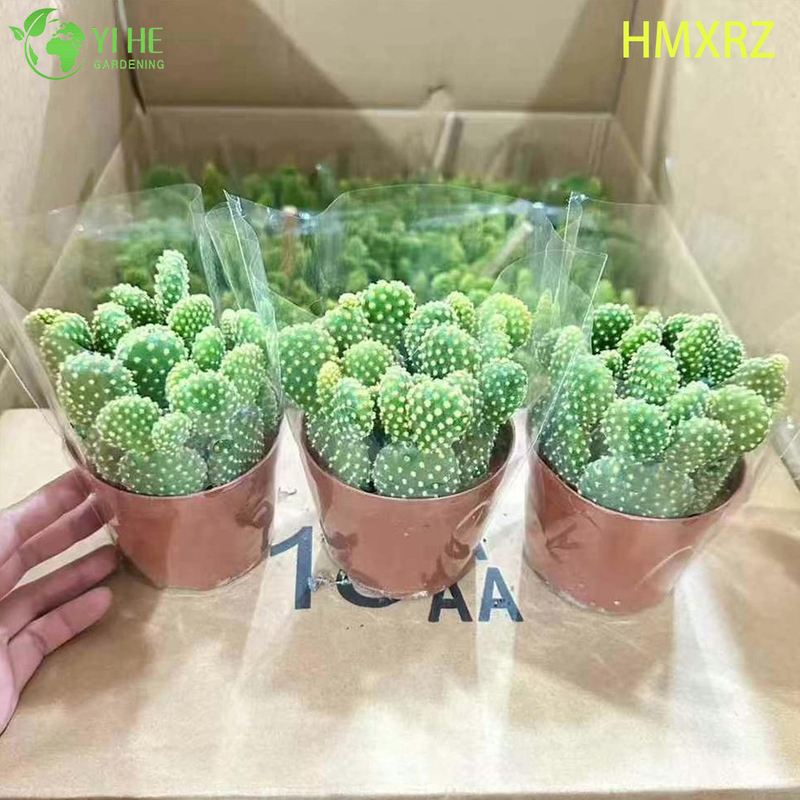 Live Bunny Ears Cactus Wholesale Yellow Polka Dot Opuntia Plant Bonsai