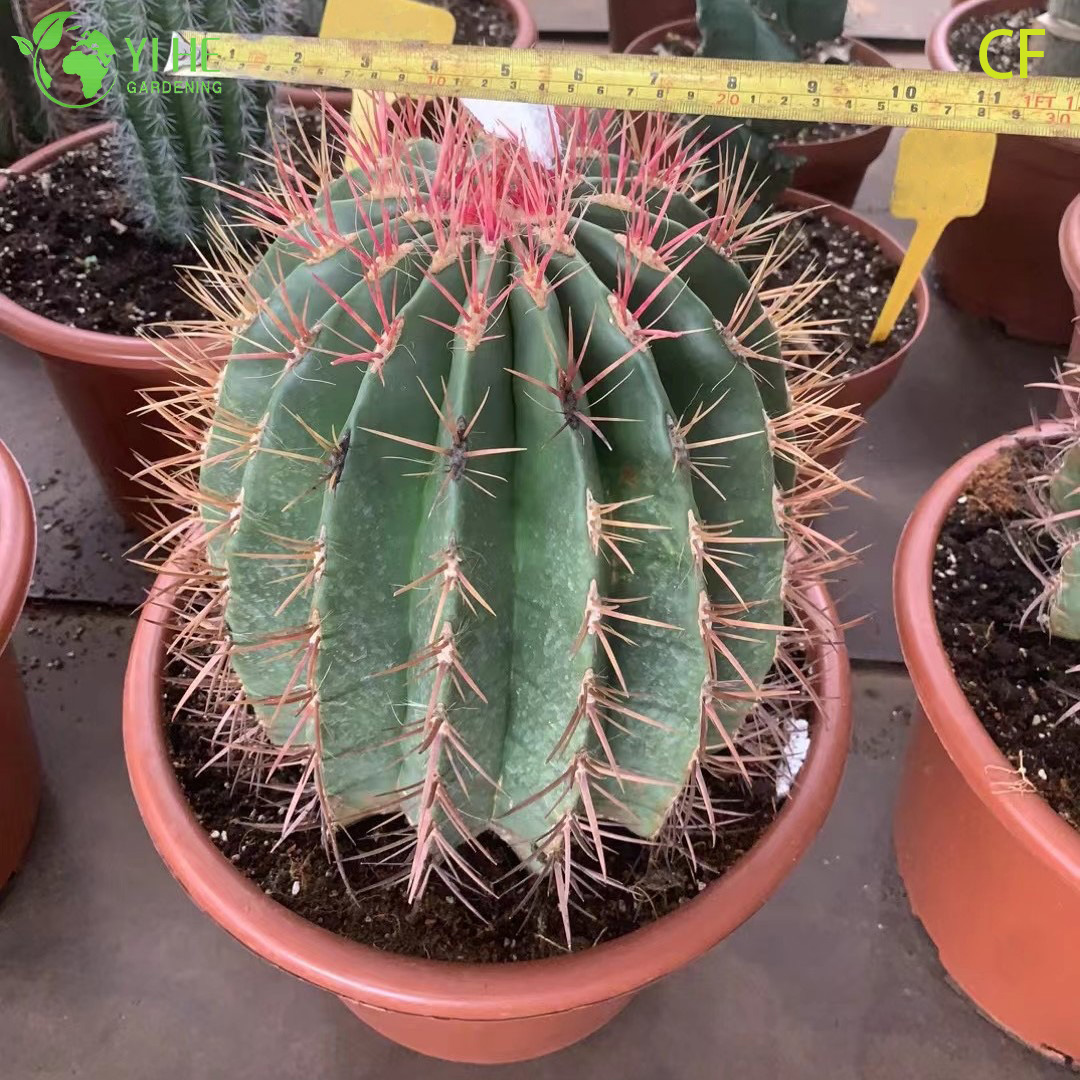 Wholesale Red Phoenix Echeveria Live Succulent Fiery Rosette Bonsai
