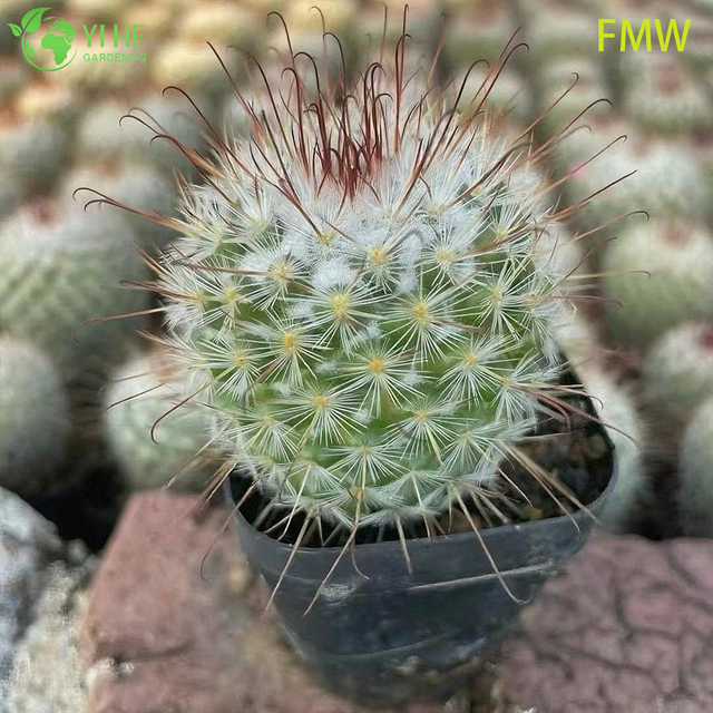Wholesale Ferocactus Setispinus Twisted Rib Cactus Live Plant Bonsai