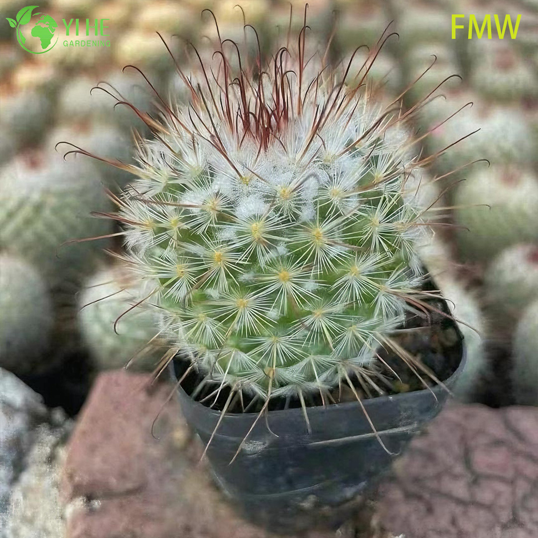 Wholesale Ferocactus Setispinus Twisted Rib Cactus Live Plant Bonsai