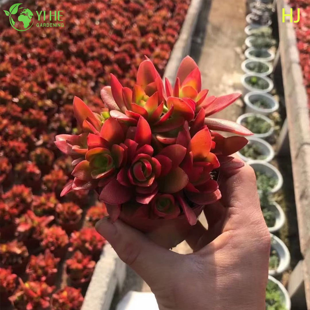 Wholesale Red Campfire Crassula Live Succulent Stacking Plant Bonsai