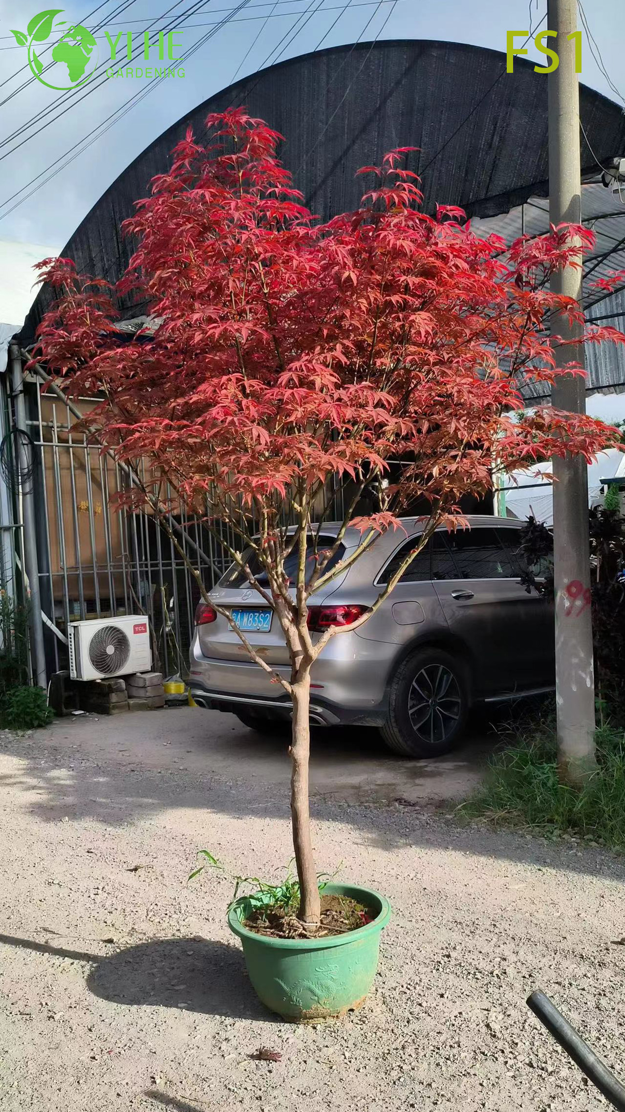 Wholesale Live Red Maple Tree for Landscape Garden Specimen Bonsai