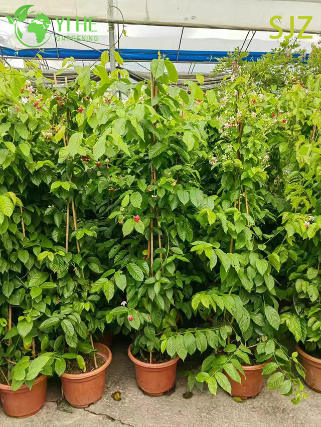 Wholesale Garcinia subelliptica Rangoon Creeper Live Fragrant Flowering Vine Plant Bonsai