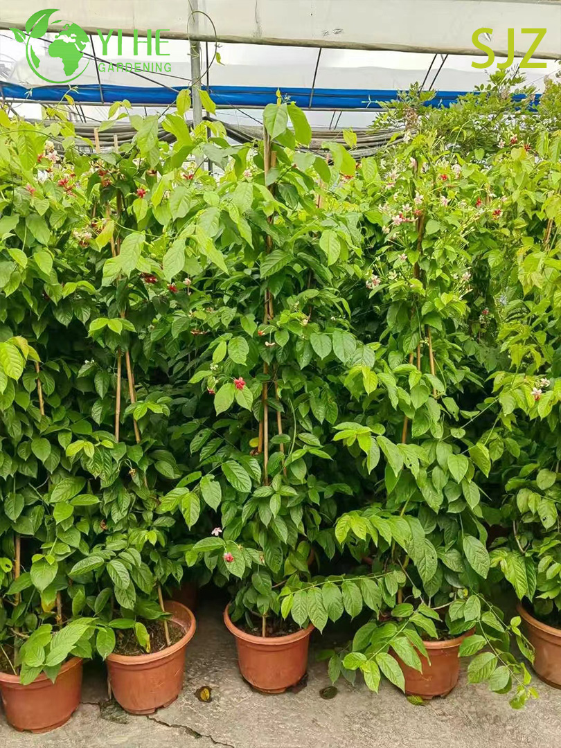 Wholesale Garcinia subelliptica Rangoon Creeper Live Fragrant Flowering Vine Plant Bonsai