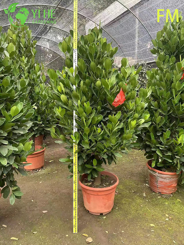 Wholesale Upright Fukugi Tree Live Plant for Ornamental Landscape Hedging Bonsai