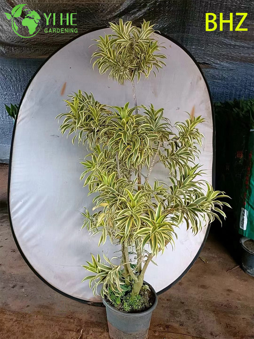 Lush Variegated Song of India Dracaena Live Indoor Houseplant Bonsai