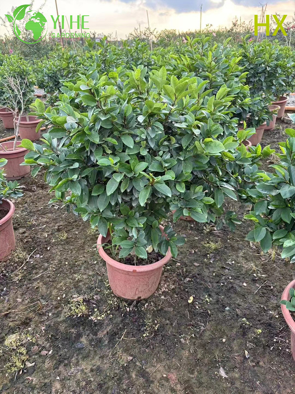Wholesale Live Michelia Figo Banana Shrub for Fragrant Garden Hedging Bonsai