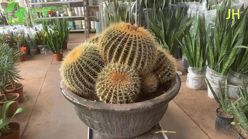 Live Golden Barrel Cactus A Large Round Spiny Yellow Succulent Bonsai