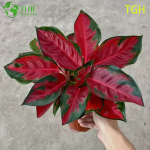 Aglaonema Thailand Red A Live Chinese Evergreen Houseplant Seedlings