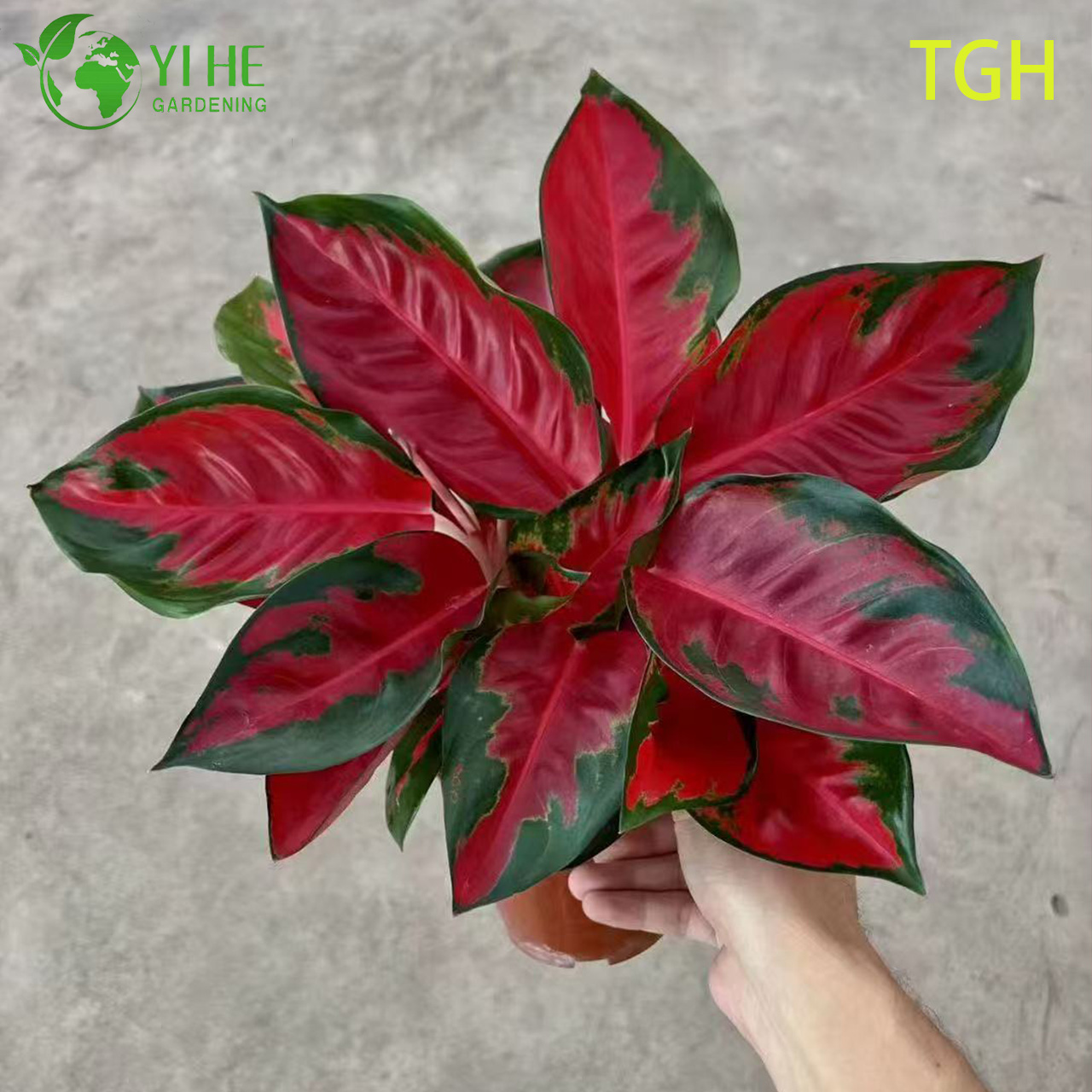 Aglaonema Thailand Red A Live Chinese Evergreen Houseplant Seedlings