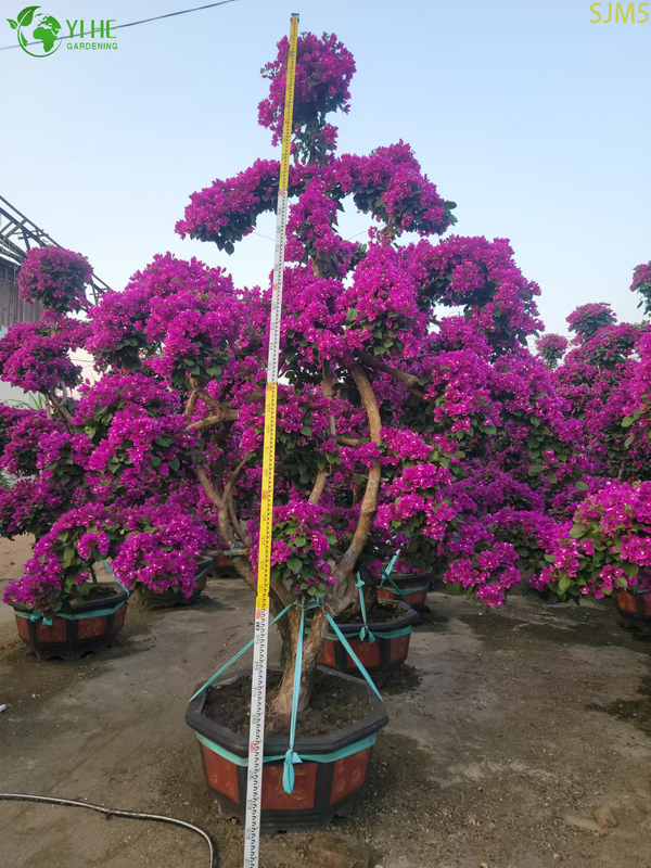 Bougainvillea Large Bonsai