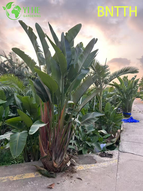 Wholesale Giant White Bird of Paradise for Indoor Outdoor Landscaping Bonsai