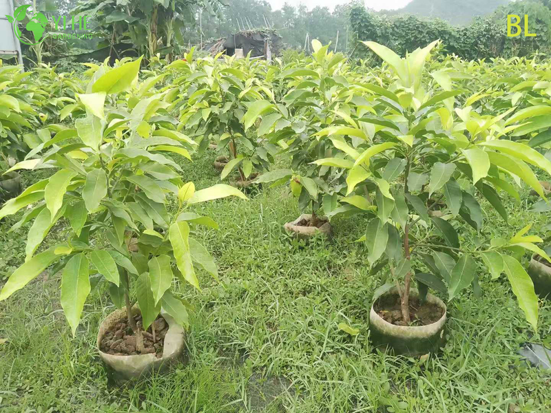 Live Fragrant White Champaca Magnolia Tree for Garden Landscaping Bonsai