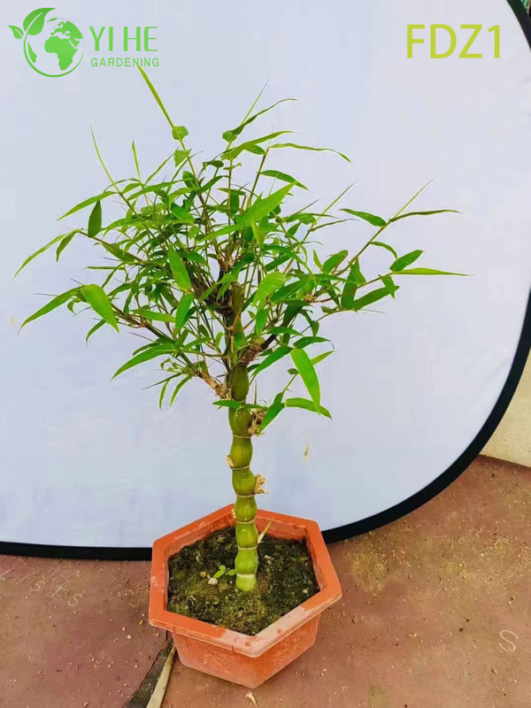 Wholesale Live Golden Buddha Belly Clumping Bamboo for Landscape Design Bonsai