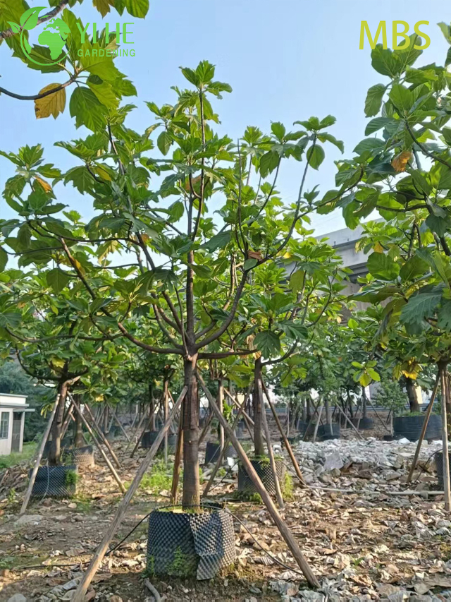 Wholesale Live Breadfruit Tree Artocarpus Edible Tropical Plant Bonsai