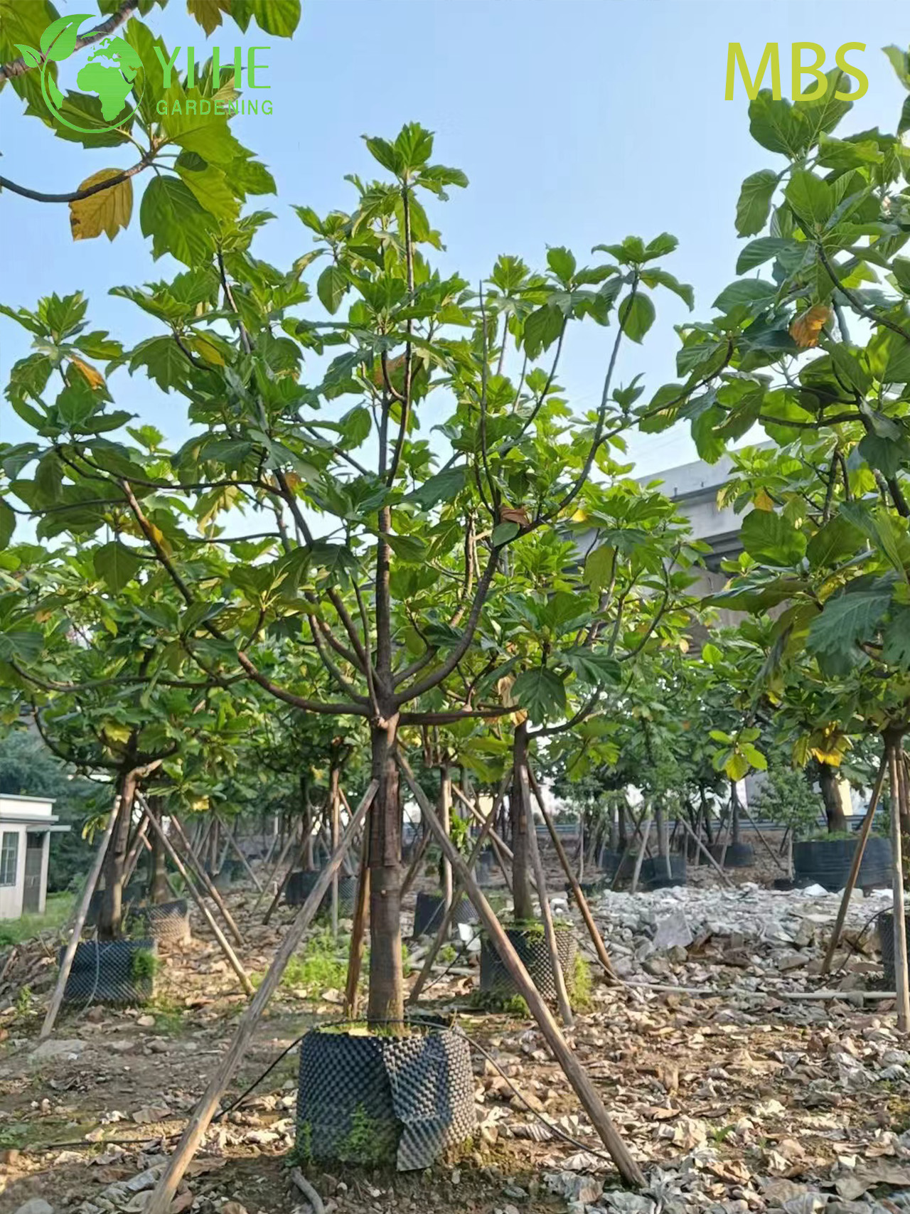 Wholesale Live Breadfruit Tree Artocarpus Edible Tropical Plant Bonsai